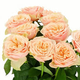 Love fountain Rose